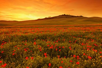 poppy field.jpg